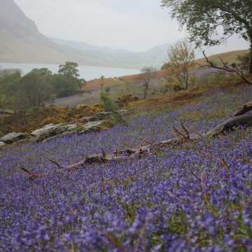 Rannerdale Knotts is looking bloomin' good at the moment