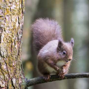 Red Squirrel spotting in the Yorkshire Dales